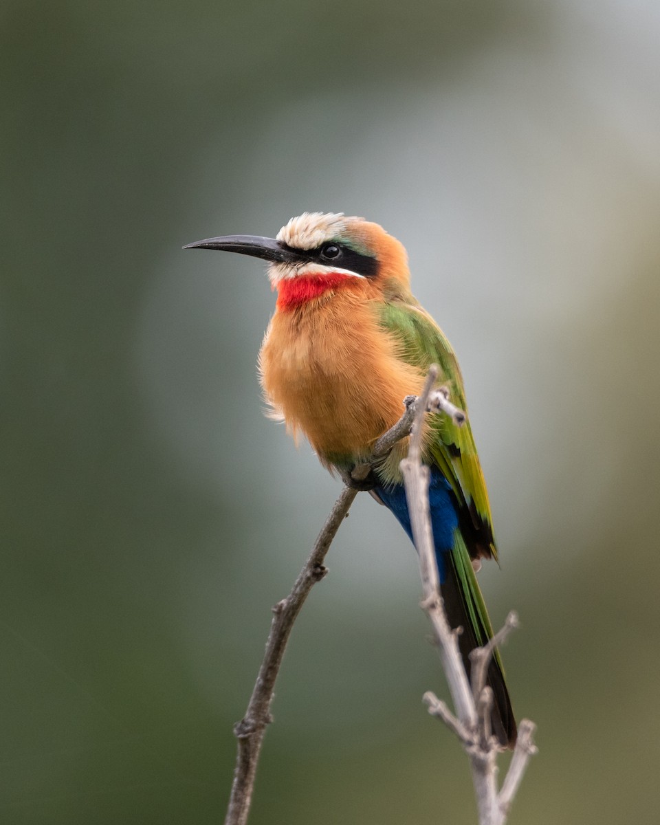 White-fronted Bee-eater - Alistair Routledge