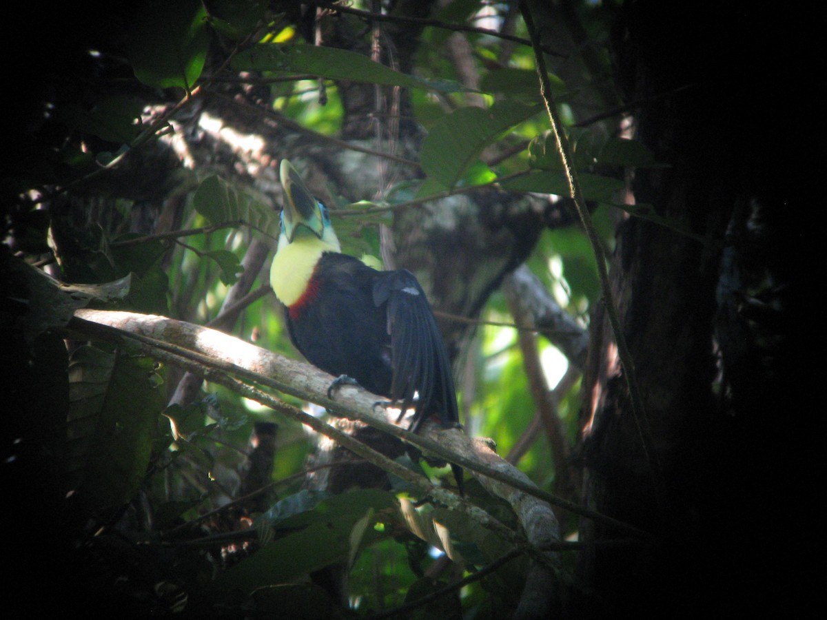 Channel-billed Toucan (Citron-throated) - ML24004801