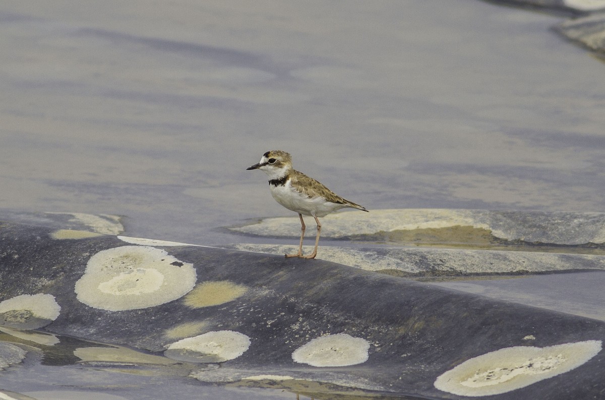 Collared Plover - ML240049591