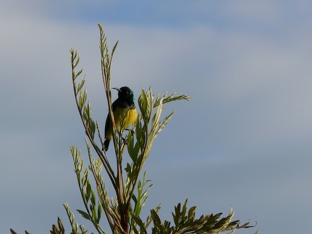 Variable Sunbird (Yellow-bellied)