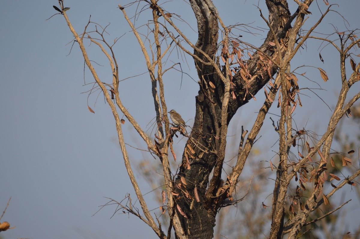 Yellow-throated Bush Sparrow - Robert Davis