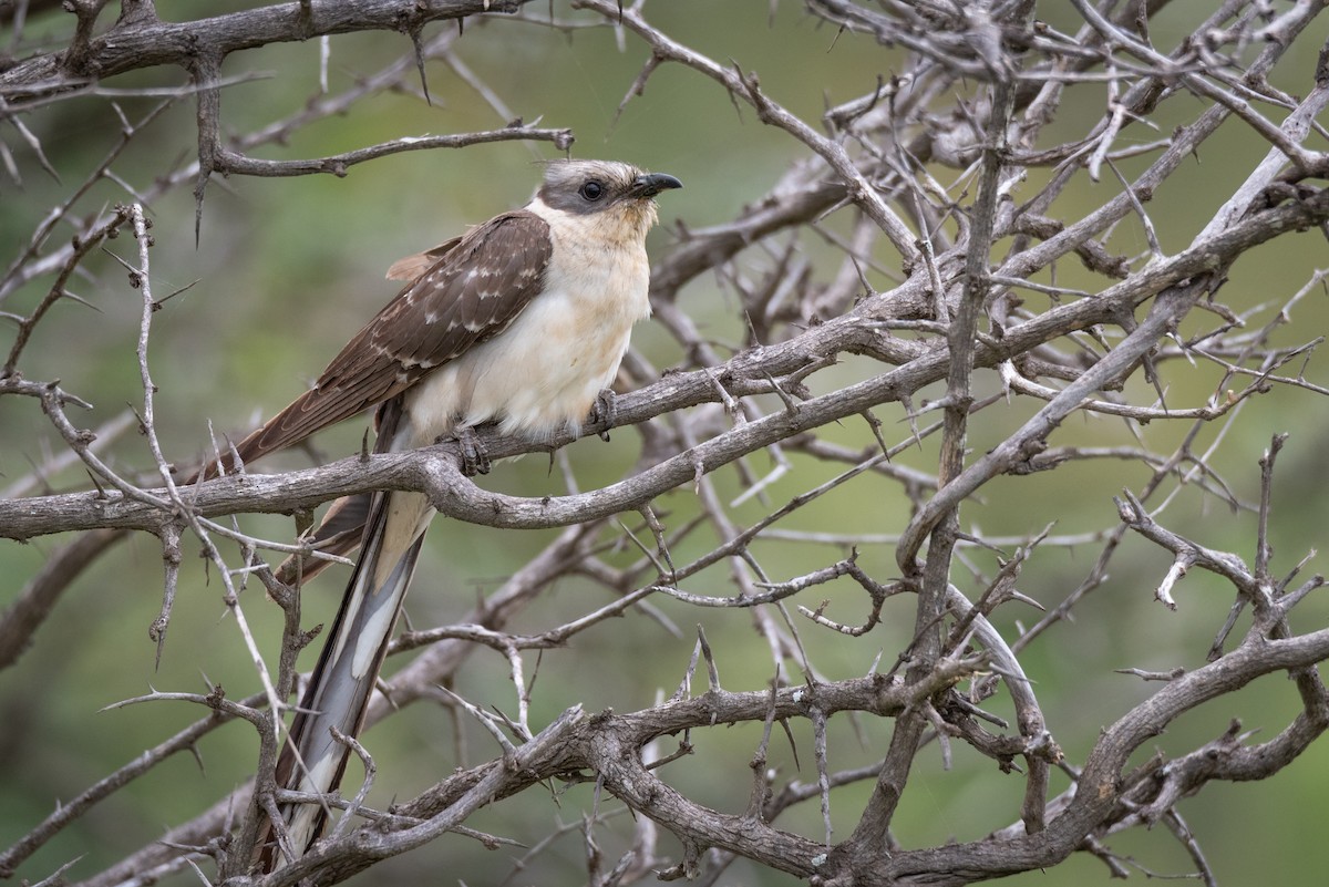Great Spotted Cuckoo - Alistair Routledge