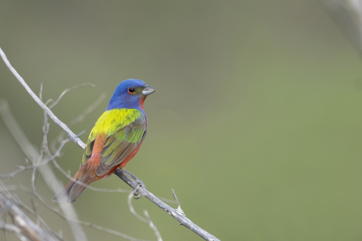 Painted Bunting - ML240054341