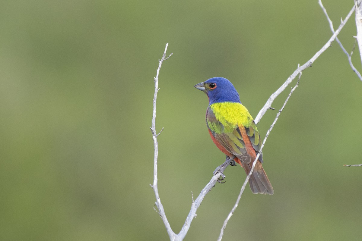 Painted Bunting - ML240054591