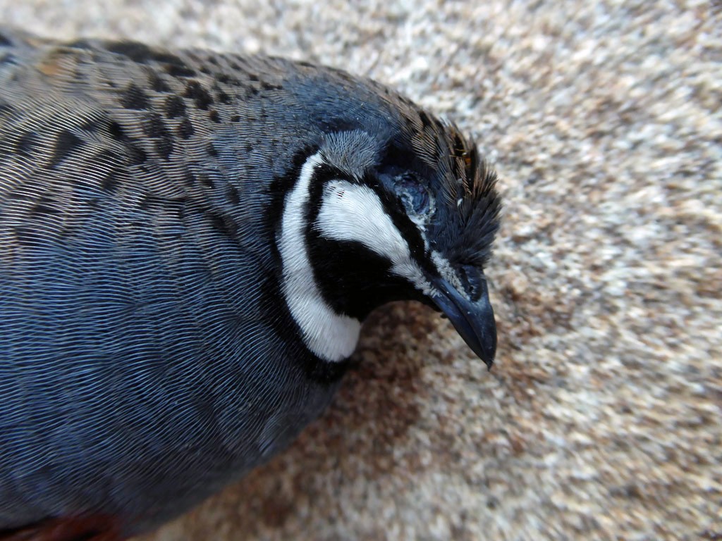 Blue-breasted Quail - Ian Peacock