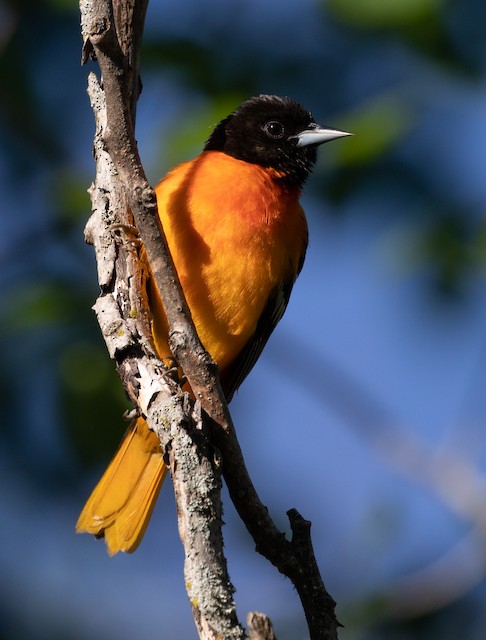 Baltimore Oriole - eBird