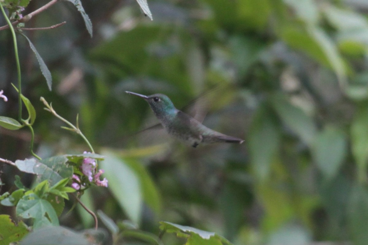 kolibřík pestrý - ML240062731