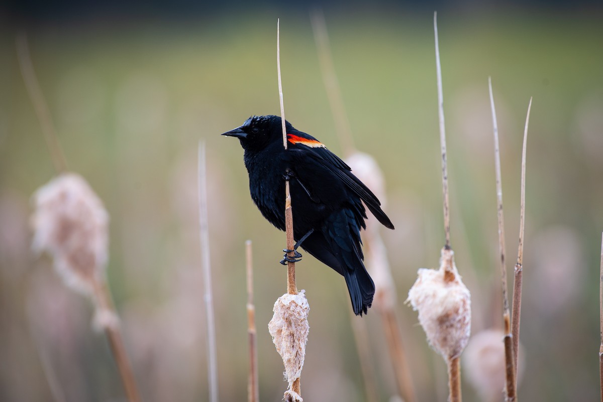 Red-winged Blackbird - William Weaver