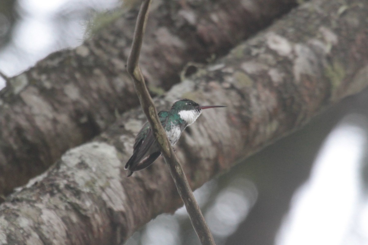 White-throated Hummingbird - ML240064521