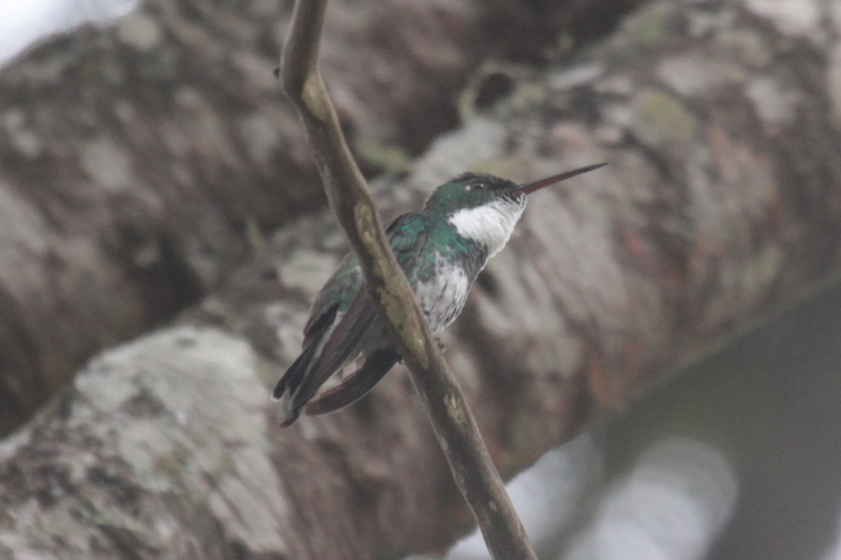 White-throated Hummingbird - ML240064541