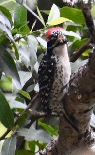 Nuttall's Woodpecker - ML240068791