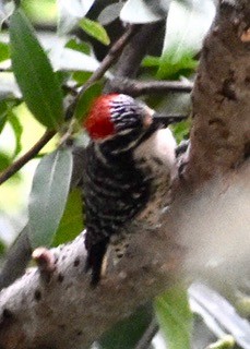 Nuttall's Woodpecker - ML240068841