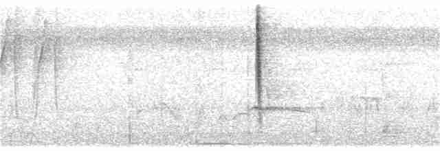 Conirostre oreillard - ML240069641