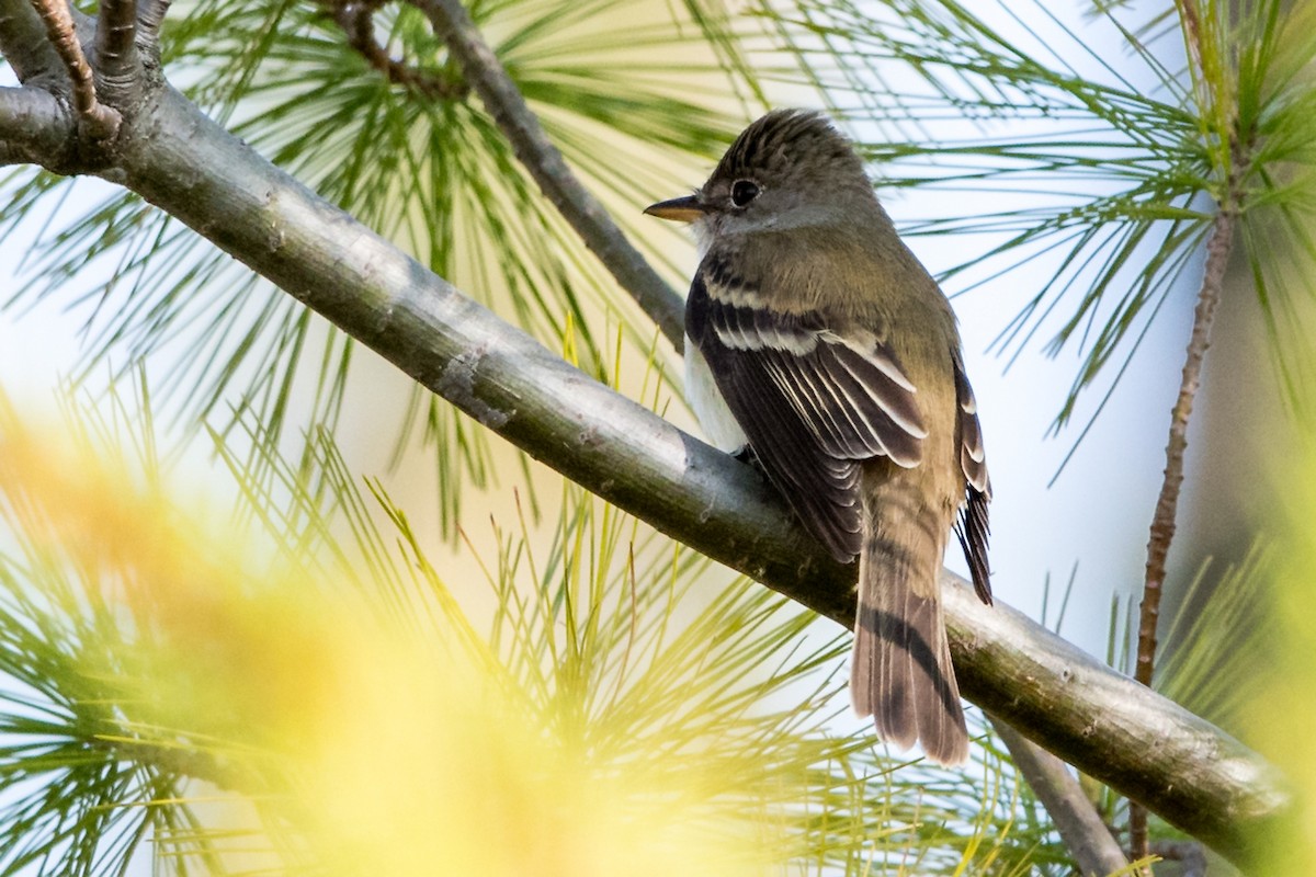 Willow Flycatcher - Brian McGee