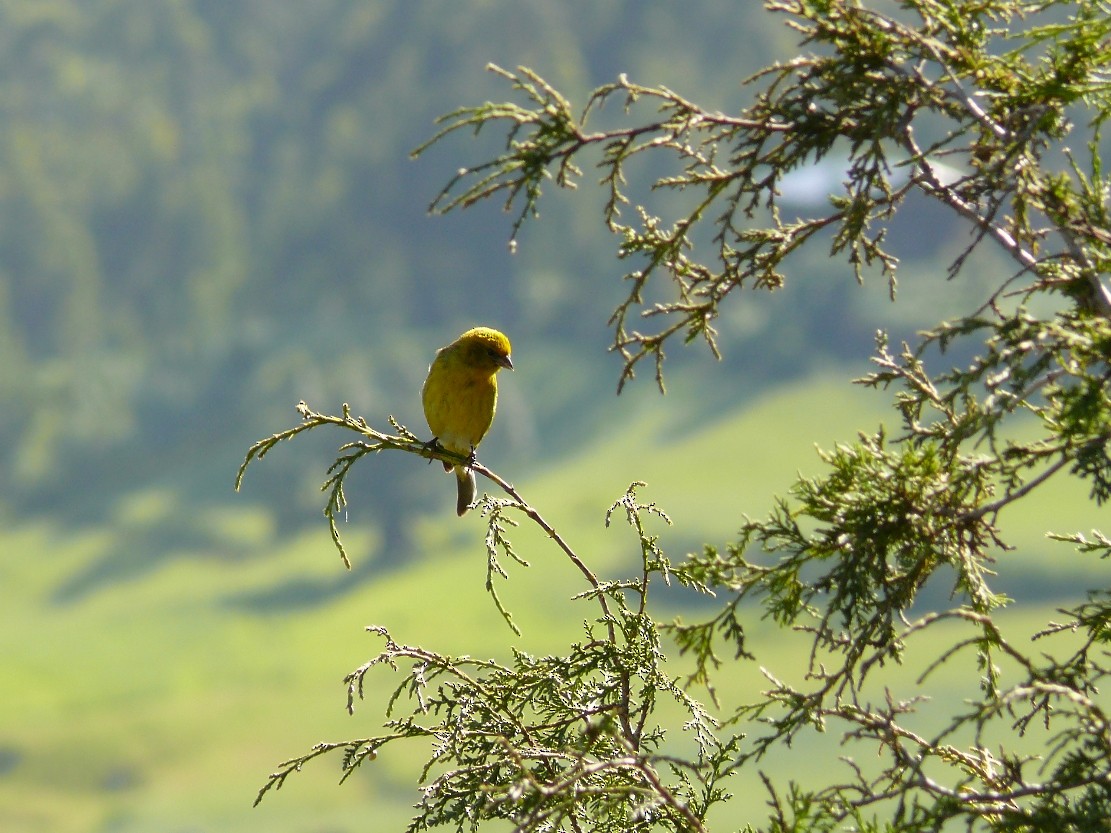 Yellow-crowned Canary - ML240073391