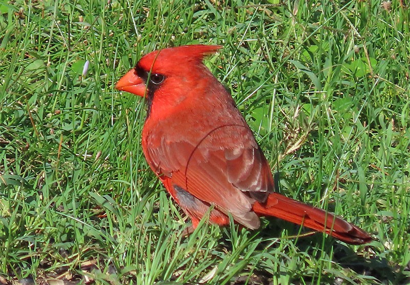 Northern Cardinal - Karen Lebing