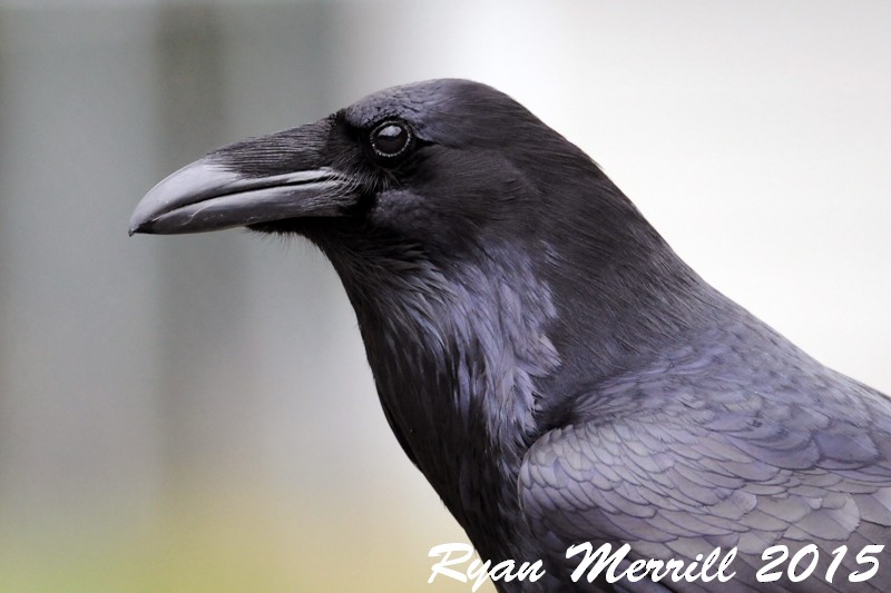 Common Raven - Ryan Merrill