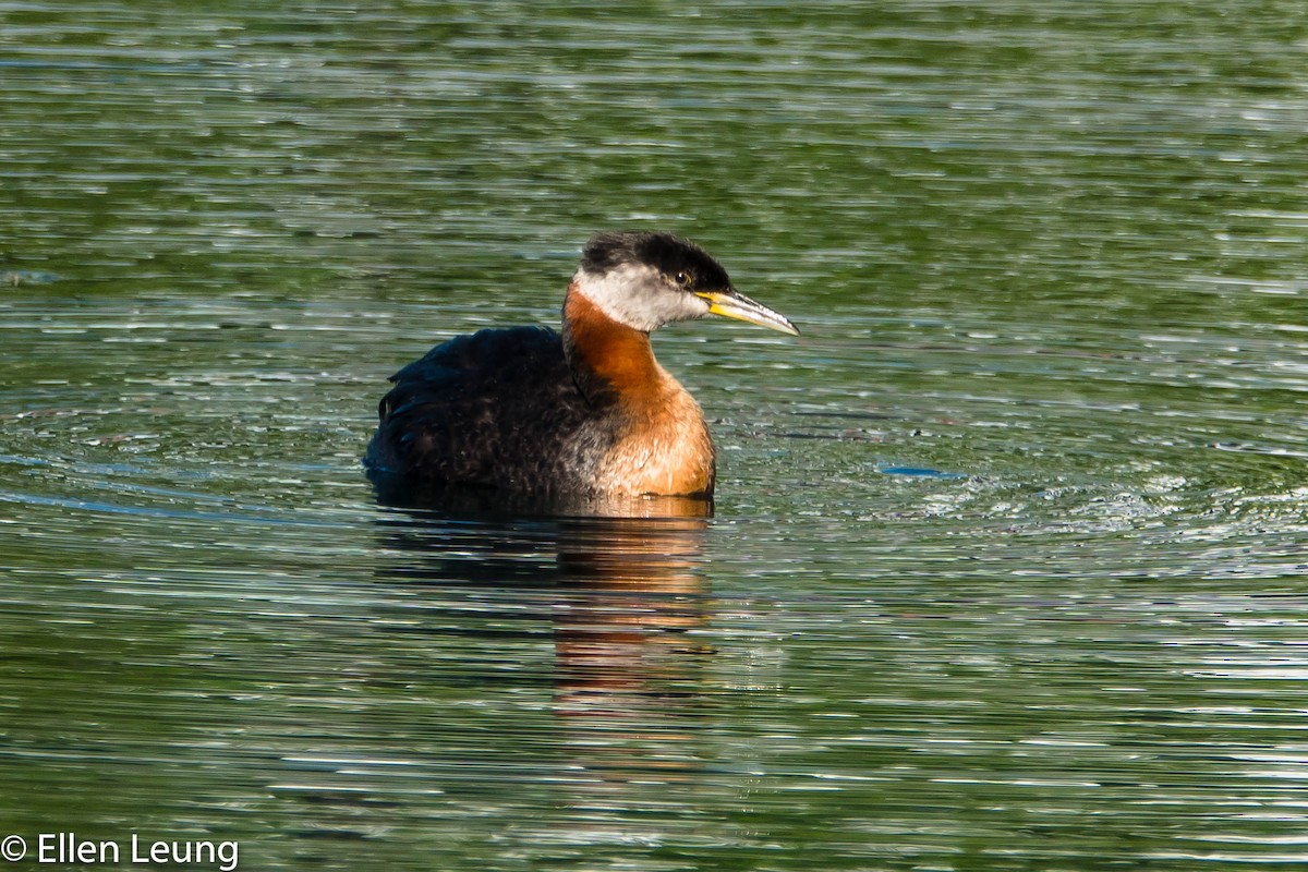Red-necked Grebe - ML240079381