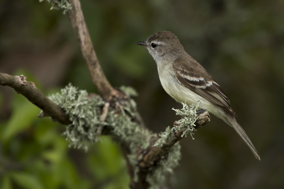 Southern Mouse-colored Tyrannulet - Claudio SOUZA