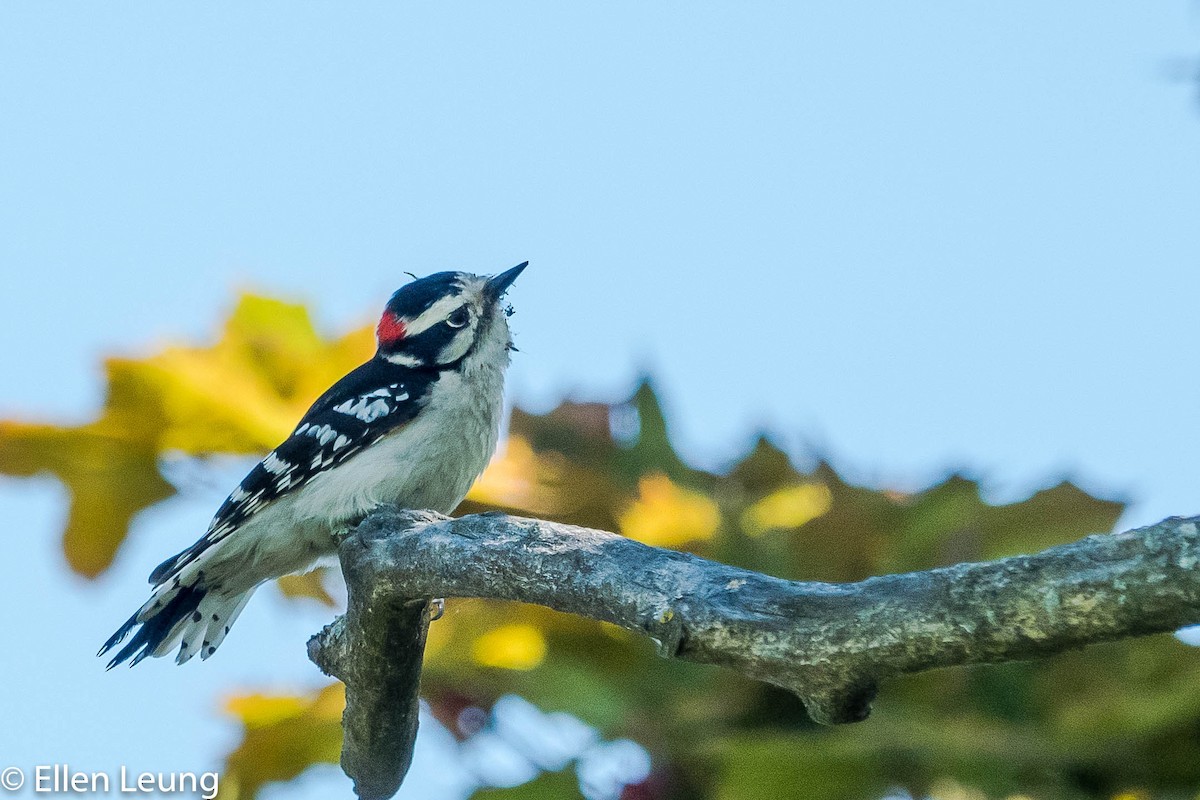 Downy Woodpecker - ML240080151