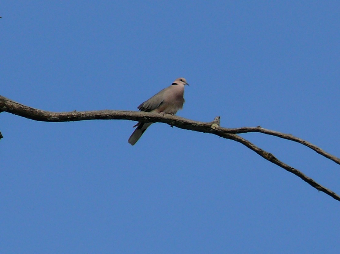 African Collared-Dove - ML240082731