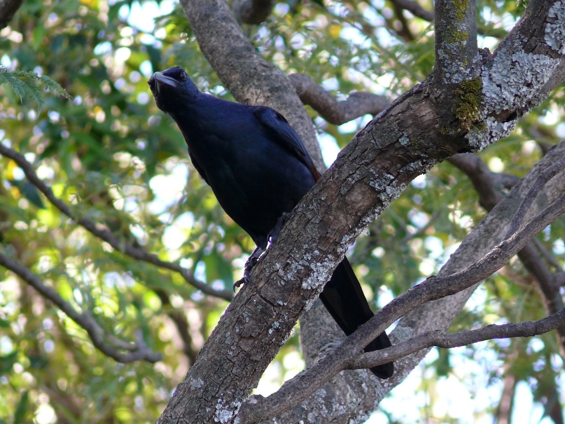 Red-winged Starling - ML240082851