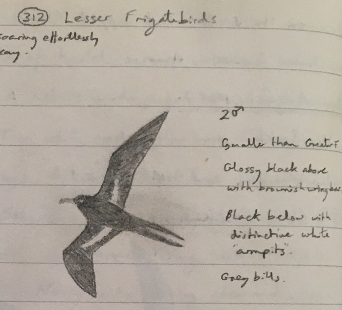 Lesser Frigatebird - ML240088341