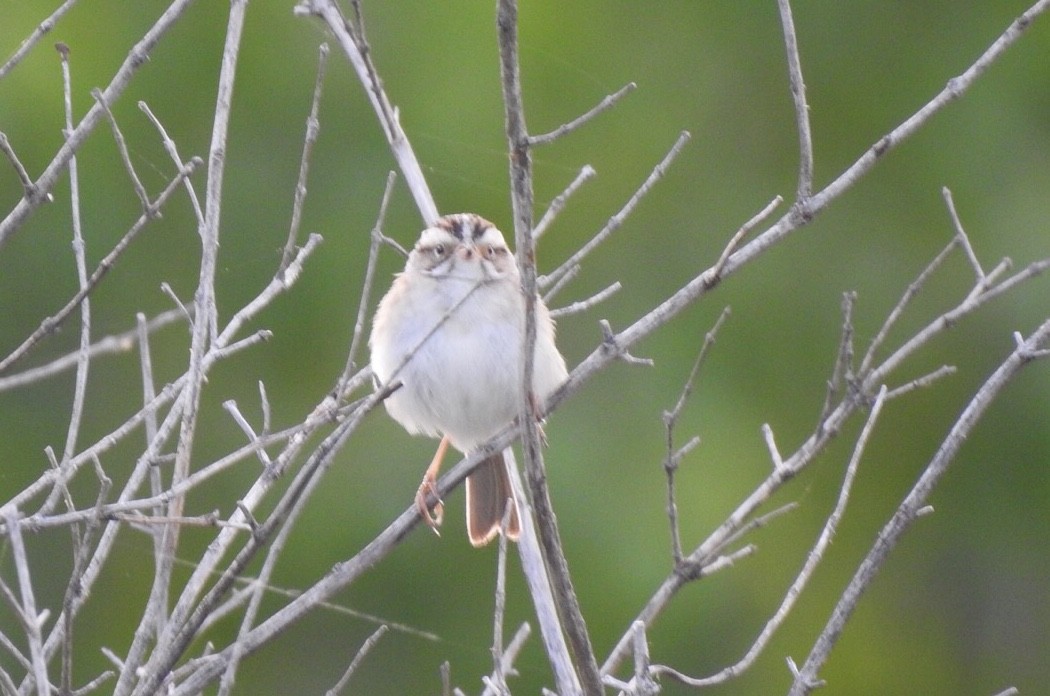 Clay-colored Sparrow - ML240088401