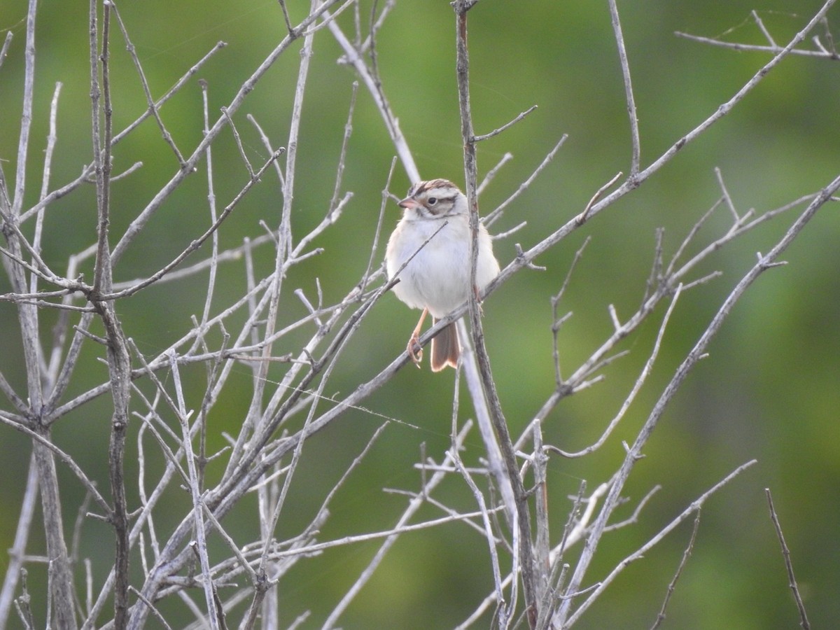 Clay-colored Sparrow - ML240088411