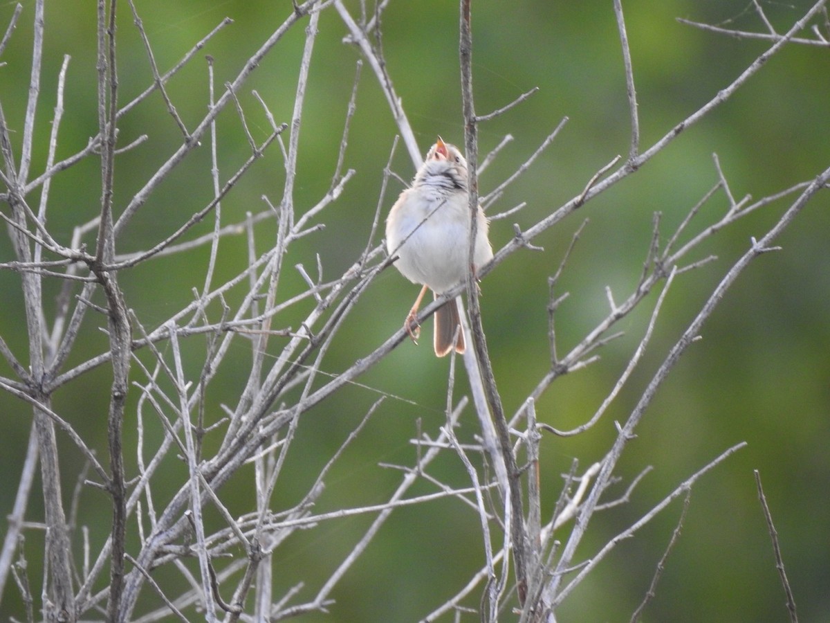 Clay-colored Sparrow - ML240088431