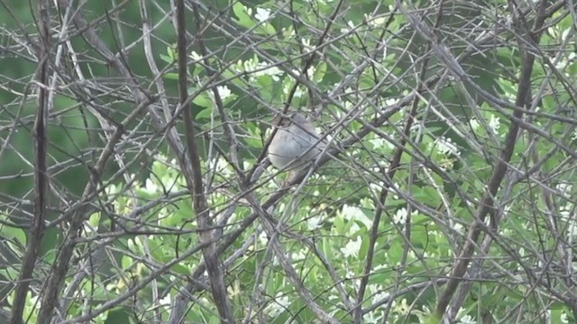 Clay-colored Sparrow - ML240088761