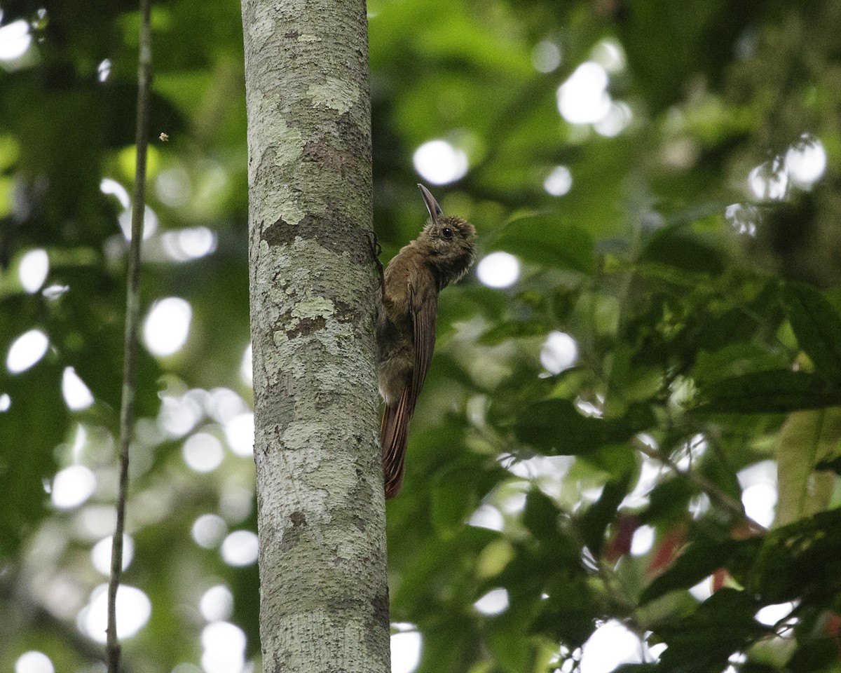 Amazonian Barred-Woodcreeper (Plain-colored) - ML240090821