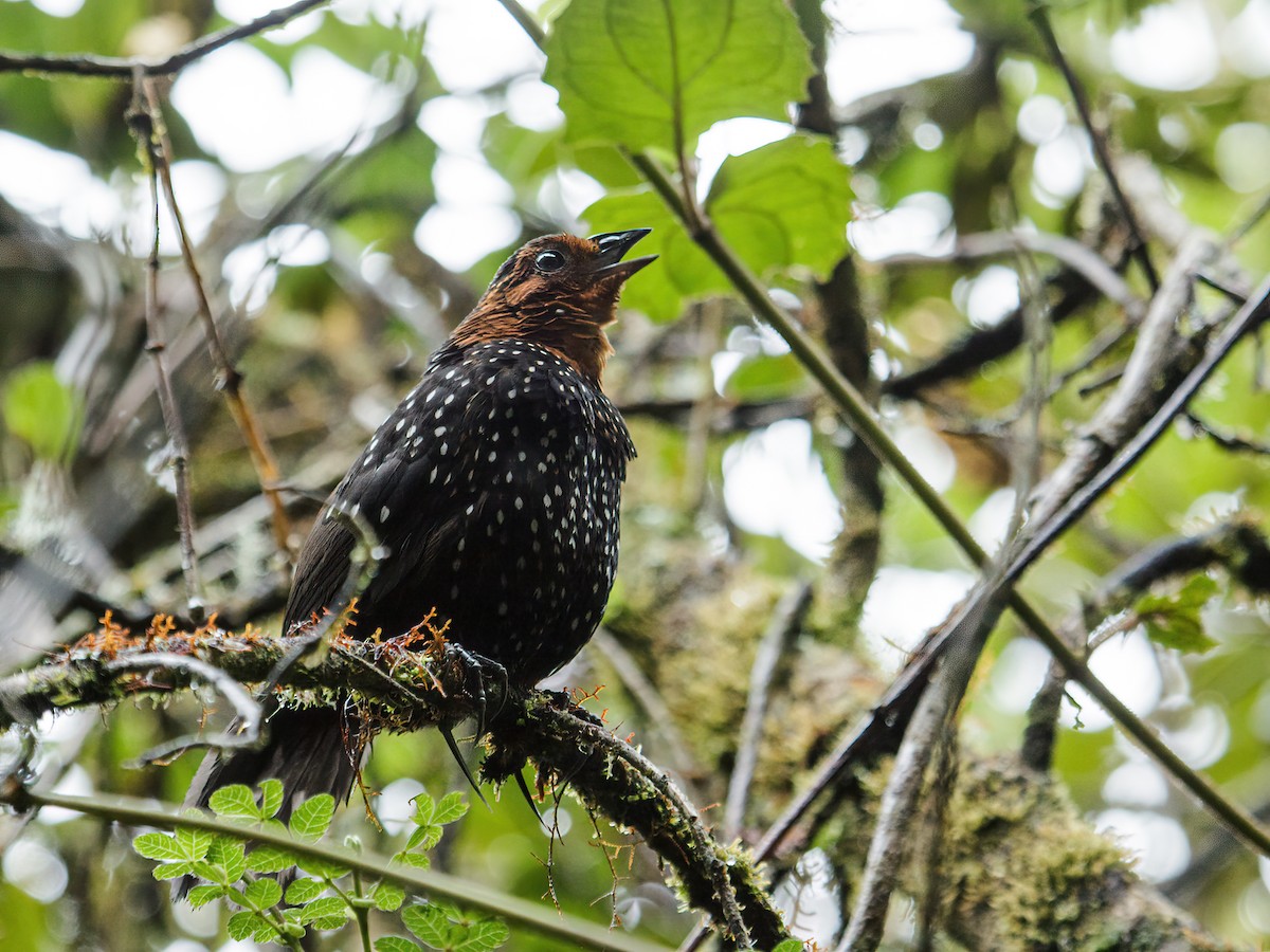 Ocellated Tapaculo - ML240093001