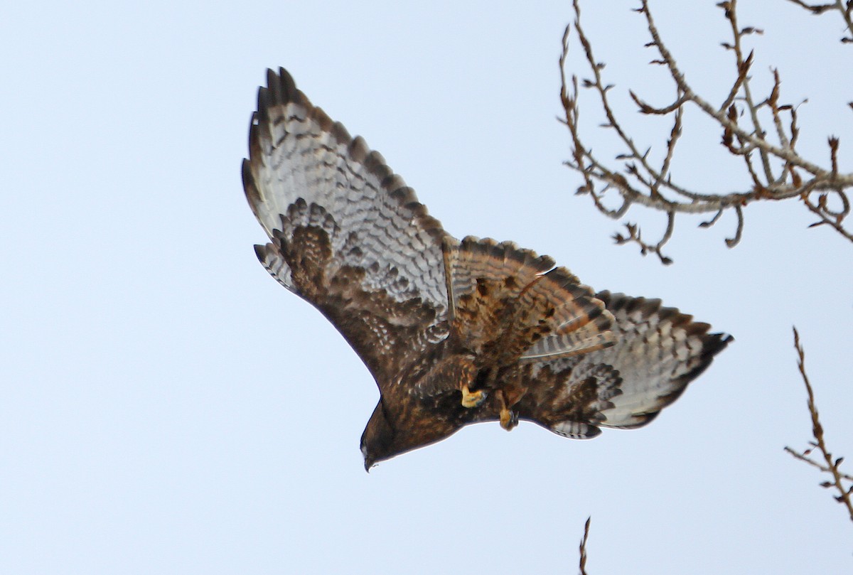 Red-tailed Hawk - ML240093831