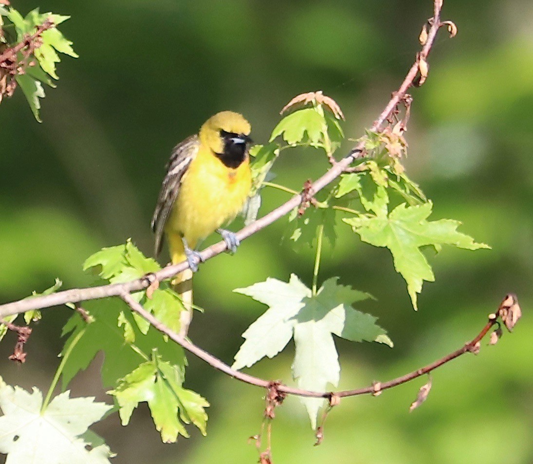 Orchard Oriole - Karl Overman