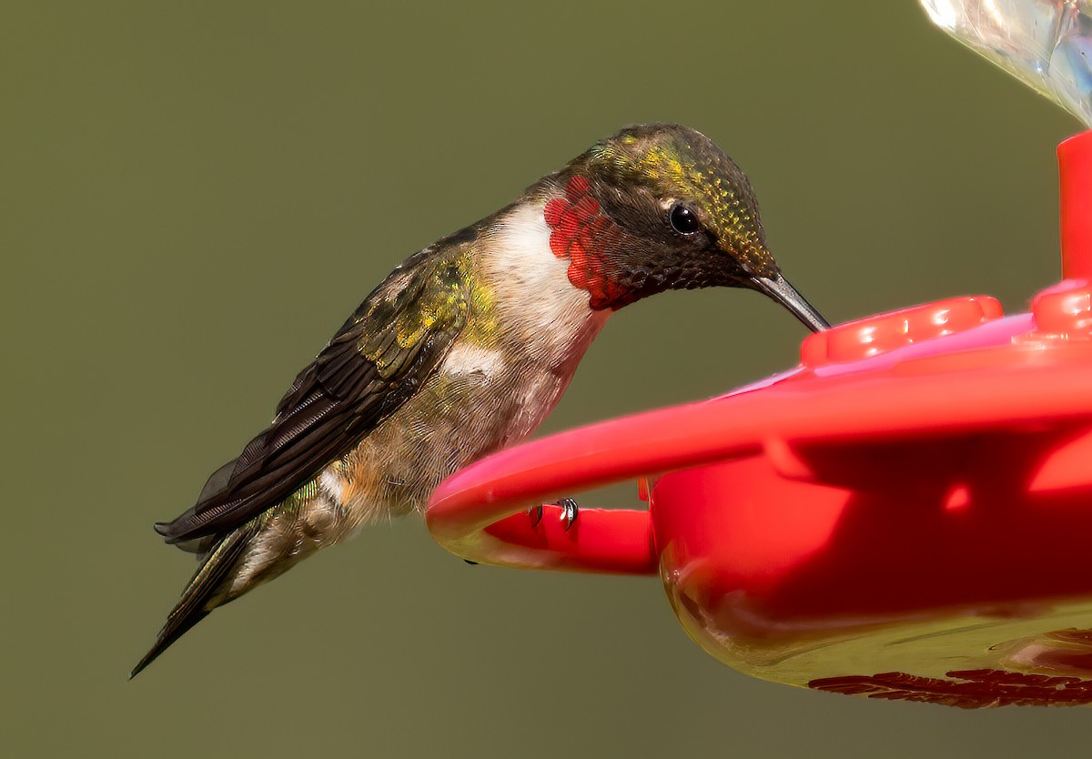Ruby-throated Hummingbird - Jason Barham