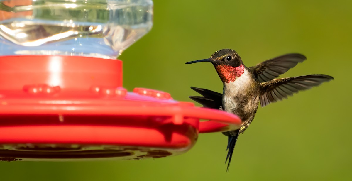 Ruby-throated Hummingbird - ML240098151