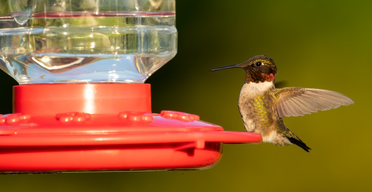 Ruby-throated Hummingbird - ML240098161