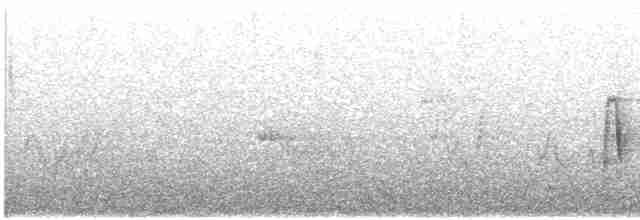 Белоглазый виреон - ML240100871