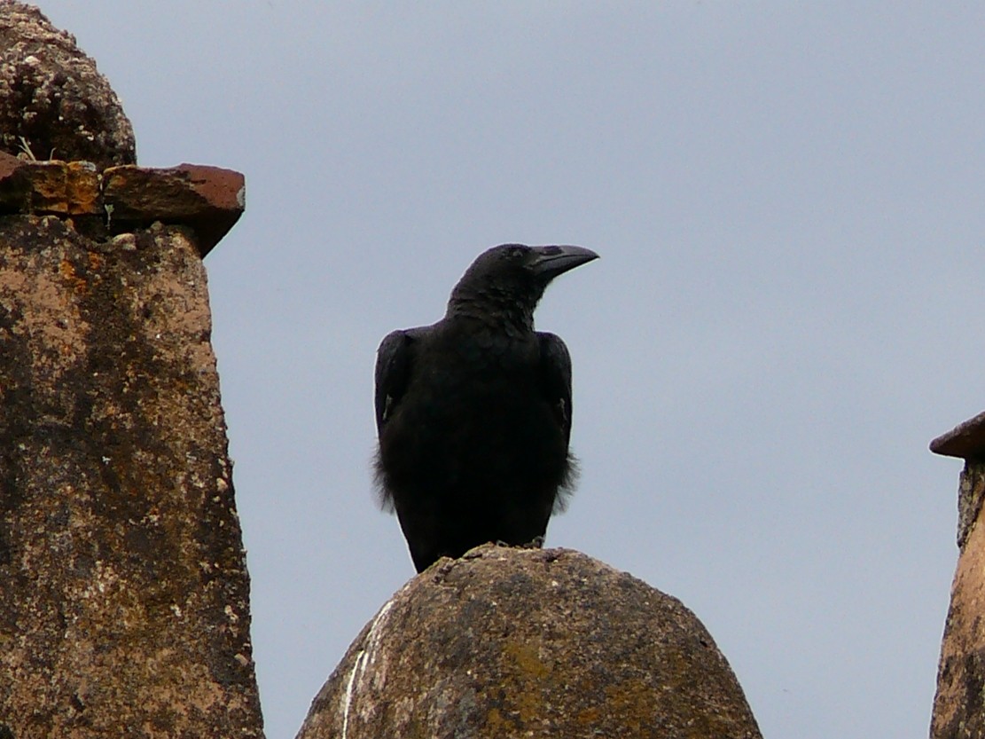 Fan-tailed Raven - Michael Pohler