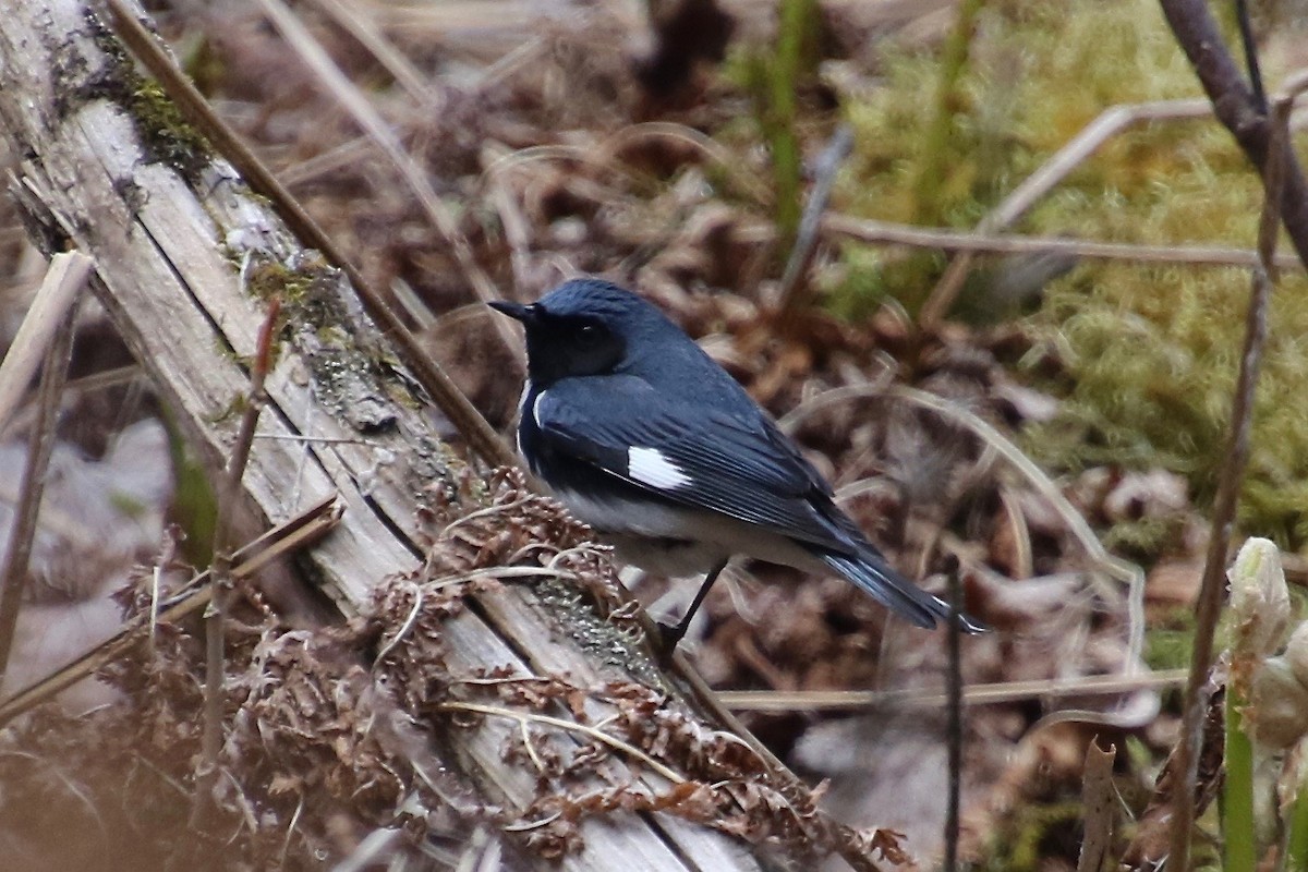 Black-throated Blue Warbler - E R