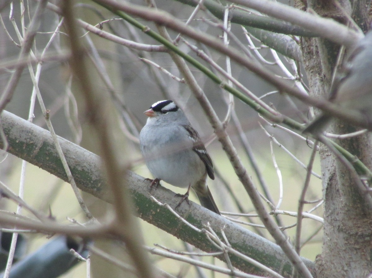 White-crowned Sparrow - Margaret Bowman