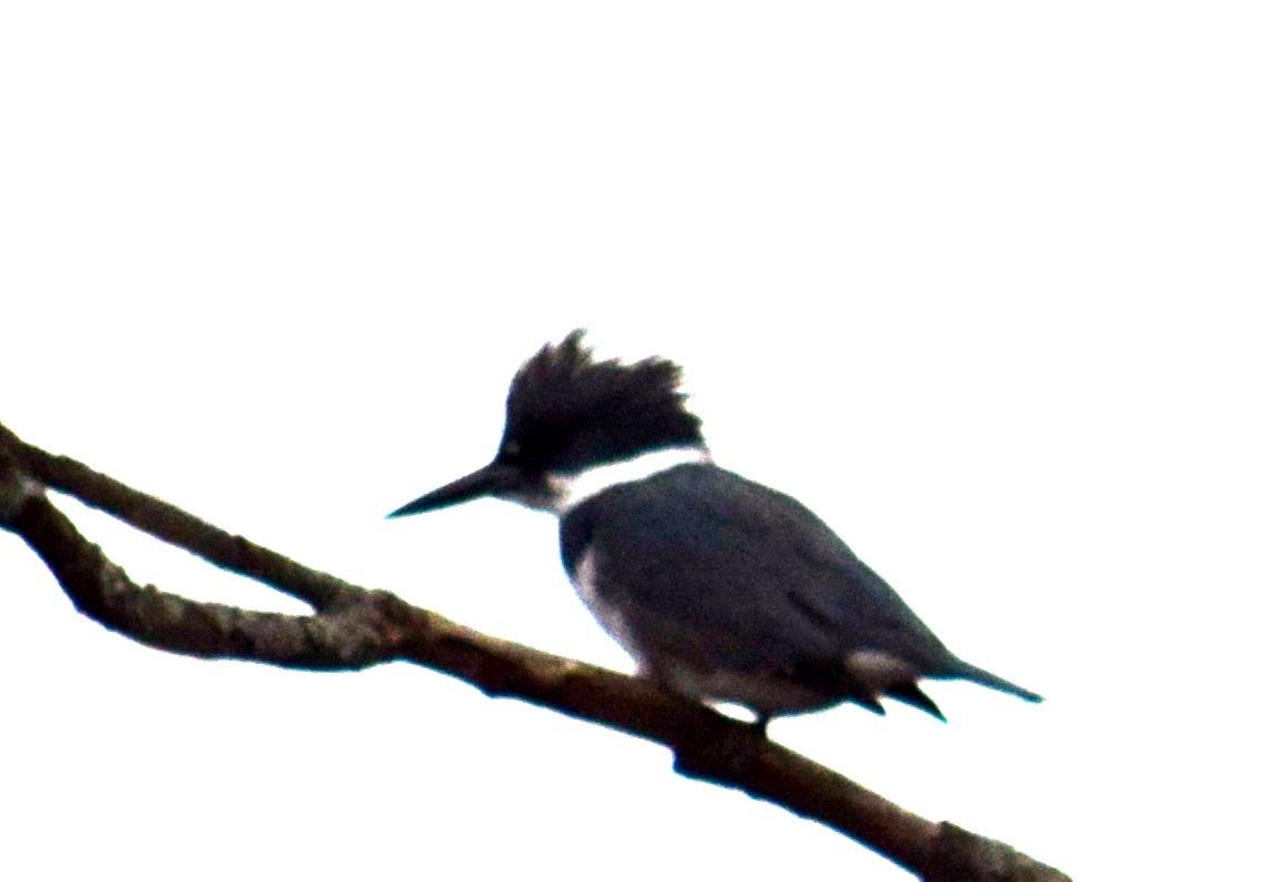 Belted Kingfisher - ML24011191