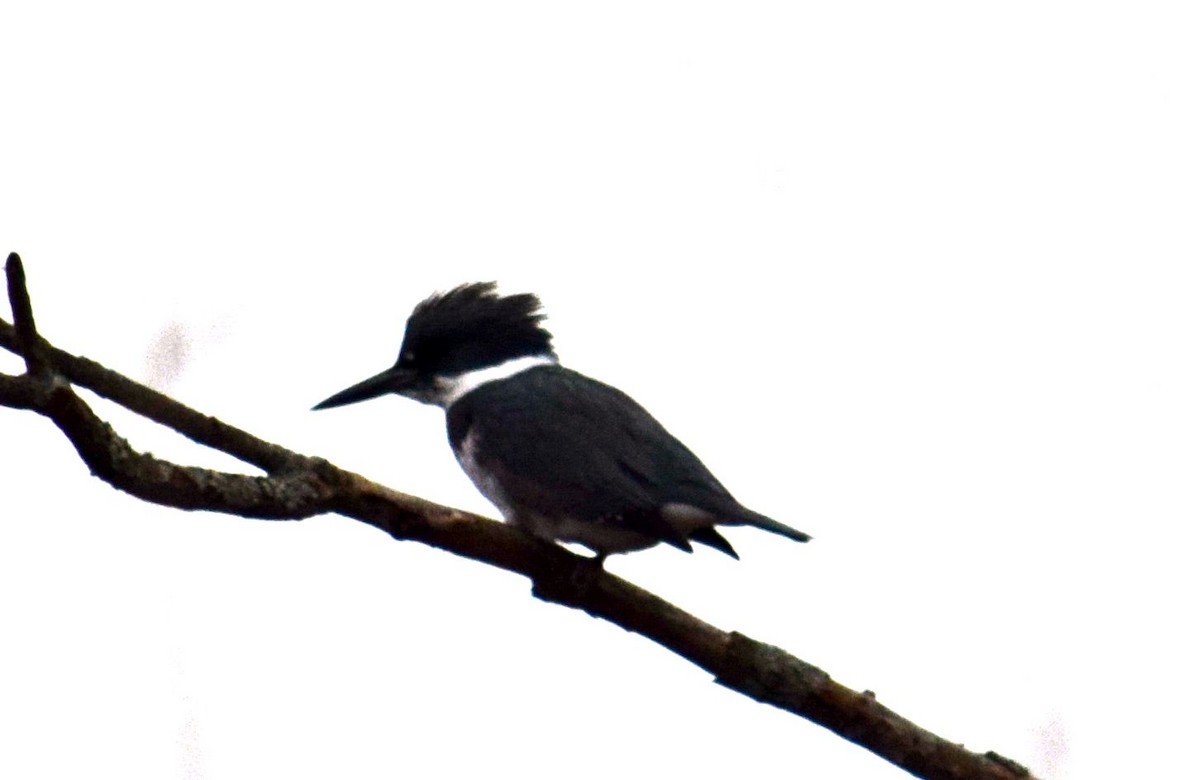 Belted Kingfisher - ML24011201