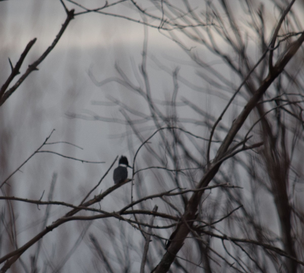 Belted Kingfisher - ML24011221