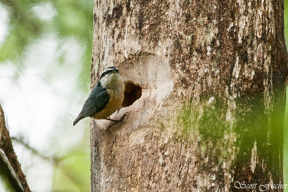 Red-breasted Nuthatch - ML240113831