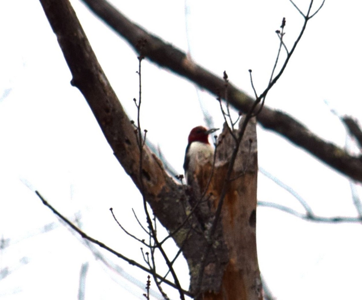 Red-headed Woodpecker - ML24011481