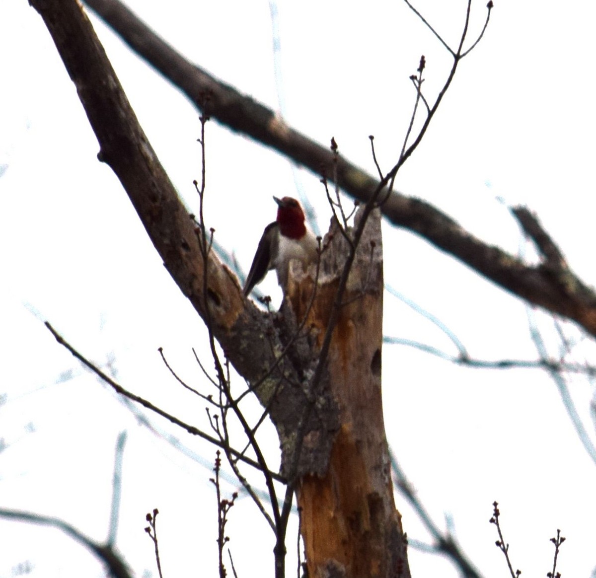 Red-headed Woodpecker - ML24011501