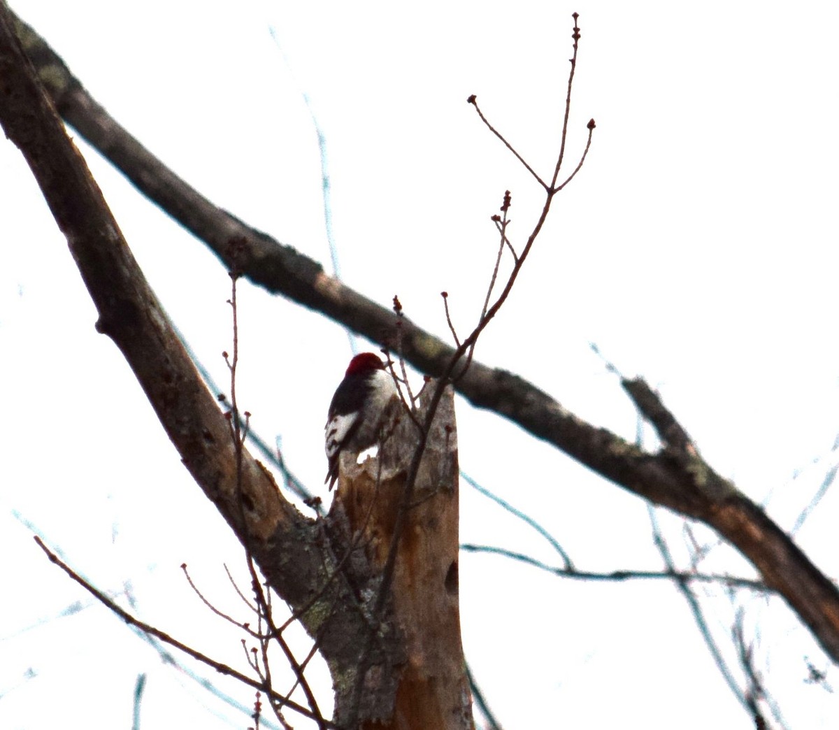 Red-headed Woodpecker - ML24011511
