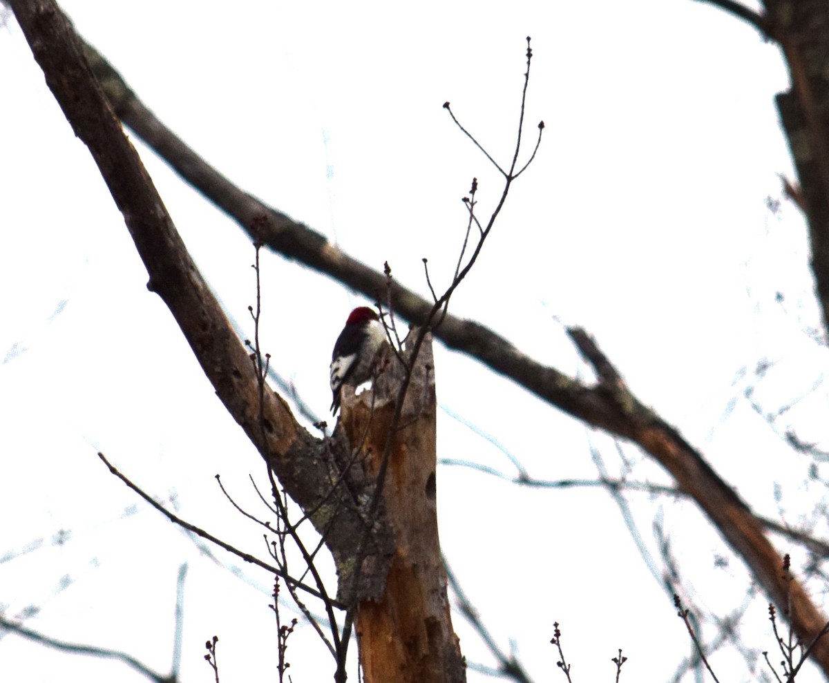 Red-headed Woodpecker - ML24011521